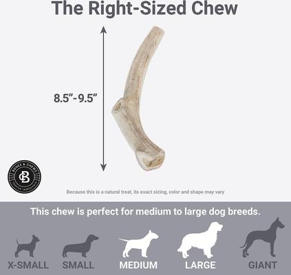 Show full view: Bones & Chews Made in USA Deer Antler Dog Chew, 8.5+ in, X-Large slide 6 of 10