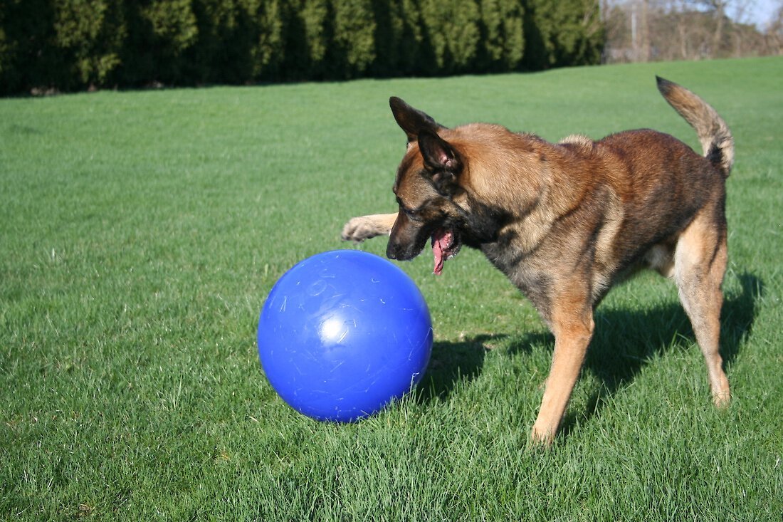 Chewy jolly outlet ball