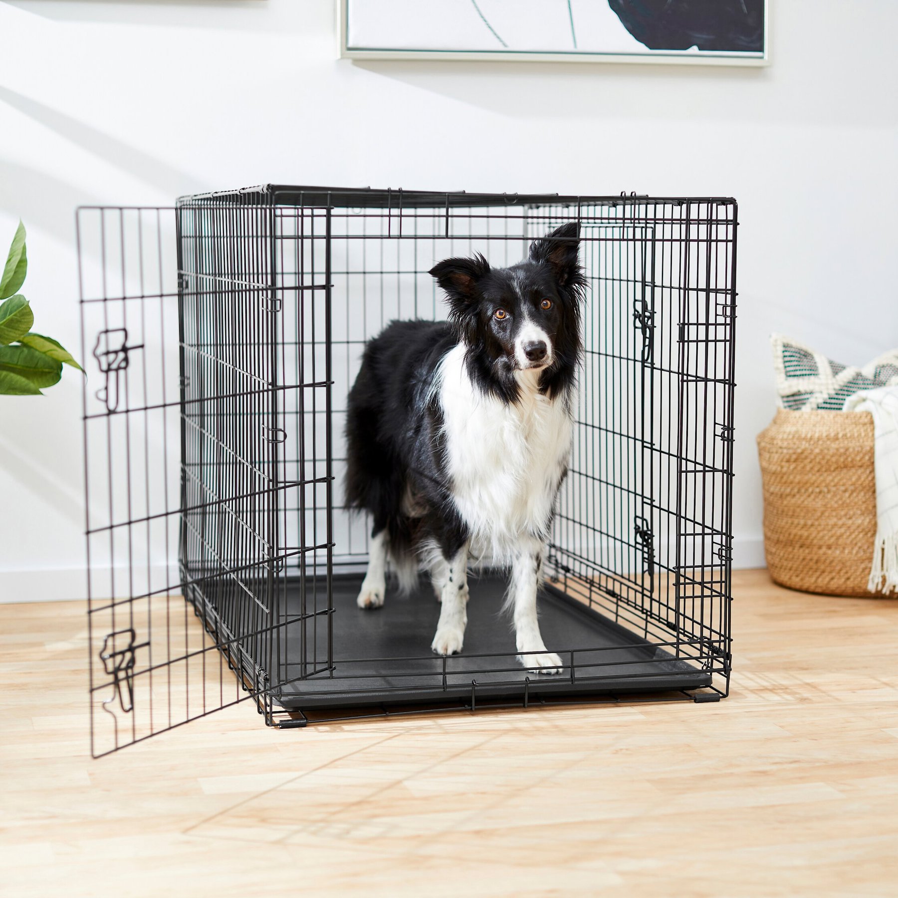 FRISCO Fold & Carry Double Door Collapsible Wire Dog Crate, Large ...