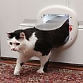 PetSafe 4-Way Locking Cat Door, Up to 25-lbs