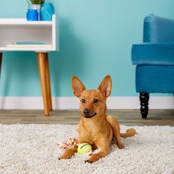 Mammoth Color 3 Knot Rope Tug with Tennis Ball for Dogs, Color Varies, Mini slide 2 of 5