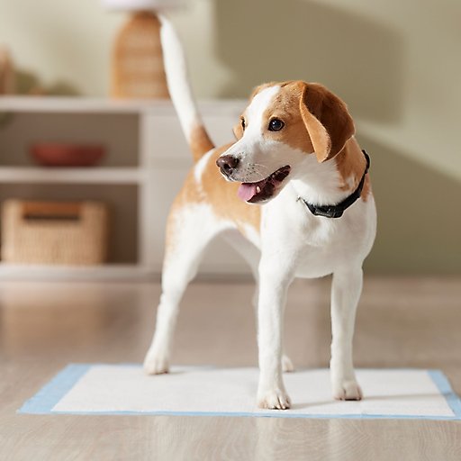 Frisco Dog Training & Potty Pads, 22 x 23-in, Unscented, 150 count