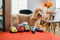 P.L.A.Y. Pet Lifestyle and You Canine Commute Set Plush Squeaky Dog Toy, 5 count slide 2 of 9