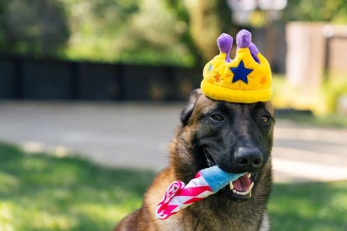 Show full view: P.L.A.Y. Pet Lifestyle and You Party Time Collection Canine Crown Plush Squeaky Dog Toy slide 7 of 7