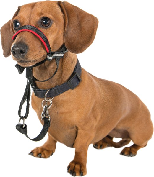 Halti OptiFit Nylon Dog Headcollar, Small: 12 to 15.5-in neck slide 1 of 9