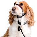 Halti OptiFit Nylon Dog Headcollar, Medium: 15 to 20-in neck