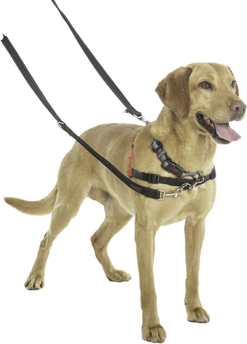 Dog harness outlet halti