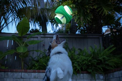 Show full view: Chuckit! Kick Fetch Max Glow Dog Toy, Large slide 3 of 10