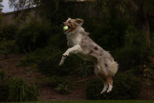 Show full view: Chuckit! Max Glow Ball Dog Toy, Medium slide 4 of 9