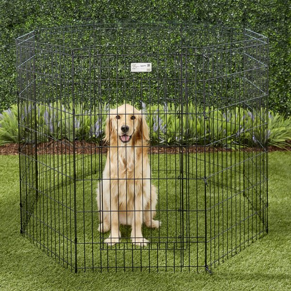 MIDWEST Wire Dog Exercise Pen with Full MAXLock Door, Black, 42-in ...