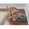 Show in main carousel: WeatherTechSingle High Stainless Steel Cat & Dog Pet Feeding System, Tan, 16-oz/4-in slide 5 of 5
