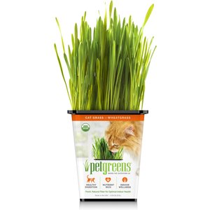 Pet Greens Live Grass Cat Treat, 3 count