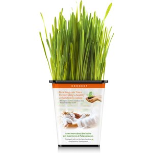 Pet Greens Live Grass Cat Treat, 3 count