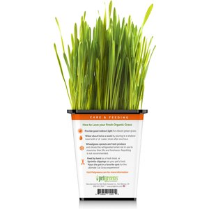 Pet Greens Live Grass Cat Treat, 3 count