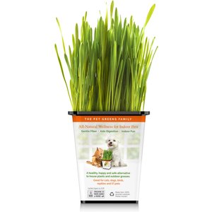 Pet Greens Live Grass Cat Treat, 3 count