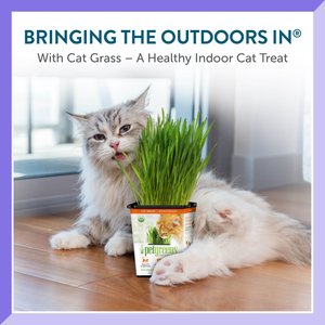 Pet Greens Live Grass Cat Treat, 3 count