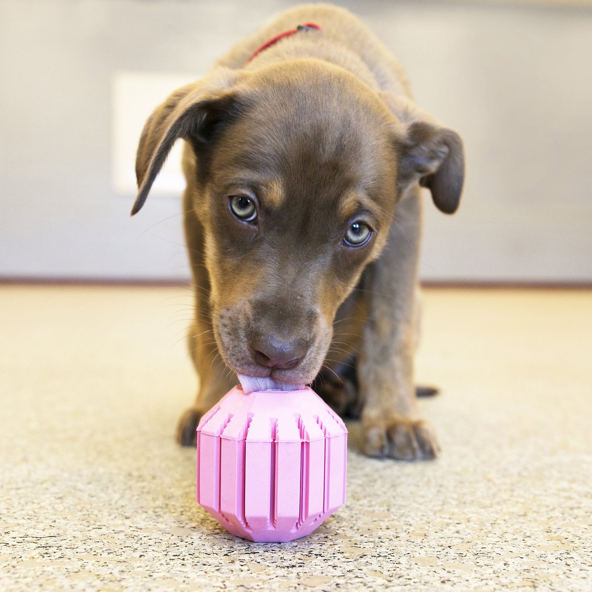 Kong puppy outlet activity ball