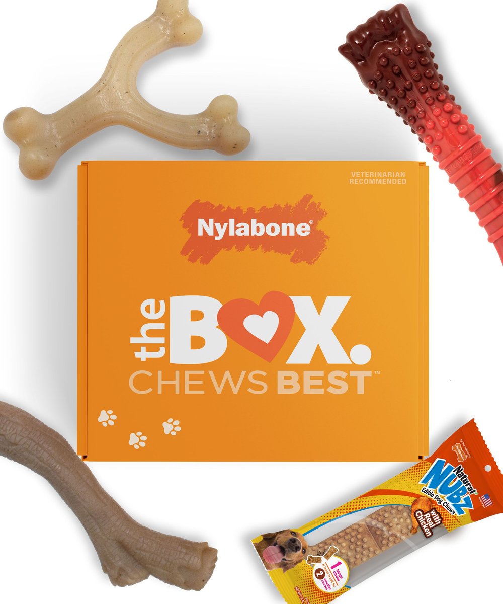 NYLABONE The Box Chew Toy & Treat Gift Box for Large Dogs