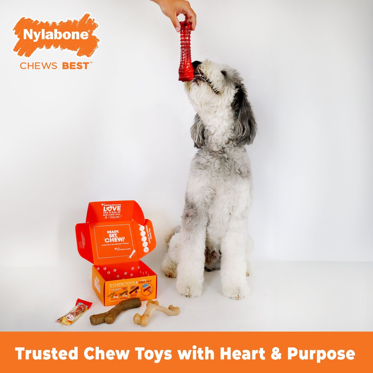 NYLABONE The Box Chew Toy & Treat Gift Box for Large Dogs