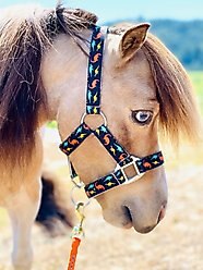 Star Point Horsemanship Mini-Pony Printed Halter Dinosaur, X-Large, each