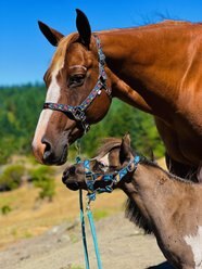 Star Point Horsemanship Mini-Pony Printed Halter Dinosaur, X-Large, each slide 2 of 3