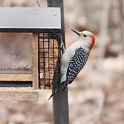 Pine Tree Farms Never Melt Suet Hot Pepper Cake Bird Food, 12-oz bag, 12 count slide 2 of 7