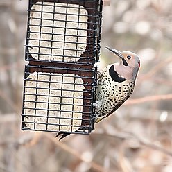 Pine Tree Farms Never Melt Suet Insect Cake Bird Food, 12-oz bag, 12 count slide 2 of 7