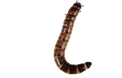 Top Hat Crickets Superworms Reptile Food, 50 count slide 2 of 9