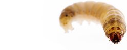 Top Hat Crickets Wax Worms Reptile Food, 50 count slide 2 of 9