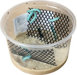 Top Hat Crickets Hornworms Reptile Food, 6 count slide 2 of 9