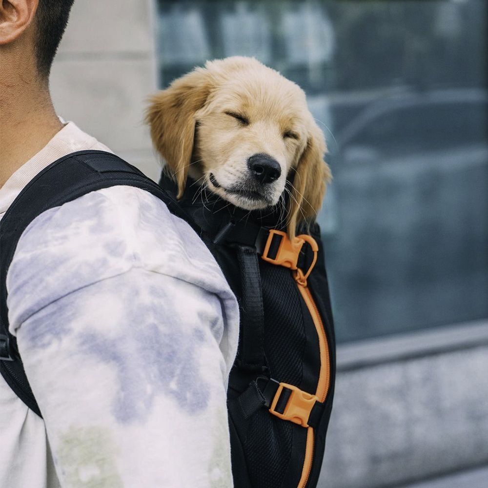 Dog clearance backpack chewy