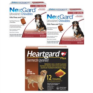 Nexgard 12 month supply best sale