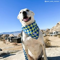 Lucy & Co. The Have a Nice Day Dog Bandana, Blue, Small slide 2 of 5