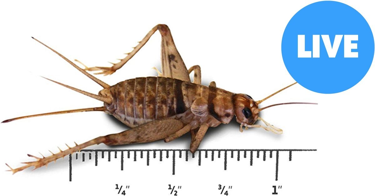 JOSH'S FROGS Large Adult Banded Crickets Live Feed Reptile Food, 1in