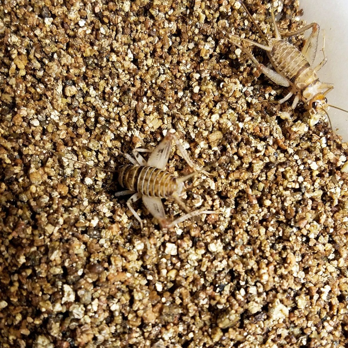 JOSH'S FROGS Large Adult Banded Crickets Live Feed Reptile Food, 1in