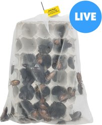Josh's Frogs Large Orange Head Roaches Live Feed Reptile Food, 1-in+, 100