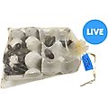 Josh's Frogs Large Orange Head Roaches Live Feed Reptile Food, 1-in+, 25