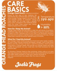 Josh's Frogs Medium Orange Head Roaches Live Feed Reptile Food, 1/2 to 3/4-in, 100 slide 2 of 9