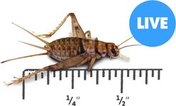Josh's Frogs Banded Crickets Live Feed Reptile Food, 1/2-in, 72