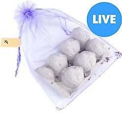 Josh's Frogs Small Orange Head Roaches Live Feed Reptile Food, 1/4 to 1/2-in, 100