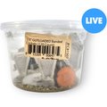 Josh's Frogs Gutloaded Banded Crickets Live Feed Reptile Food, 1/4-in, 120 count