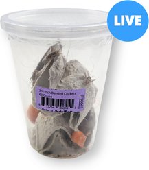 Josh's Frogs Banded Crickets Live Feed Reptile Food, 3/4-in, 60 slide 1 of 9
