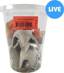 Josh's Frogs Gutloaded Banded Crickets Live Feed Reptile Food, 3/4-in, 60 count slide 1 of 9