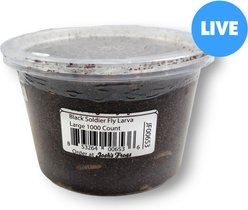 Josh's Frogs Black Soldier Fly Larvae Live Feed Reptile Food, Large, 1000
