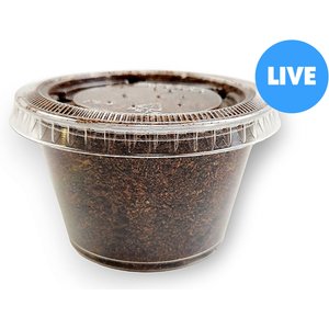 ABDragons Live Black Soldier Flies Reptile, Bird, Fish & Small Pet Food