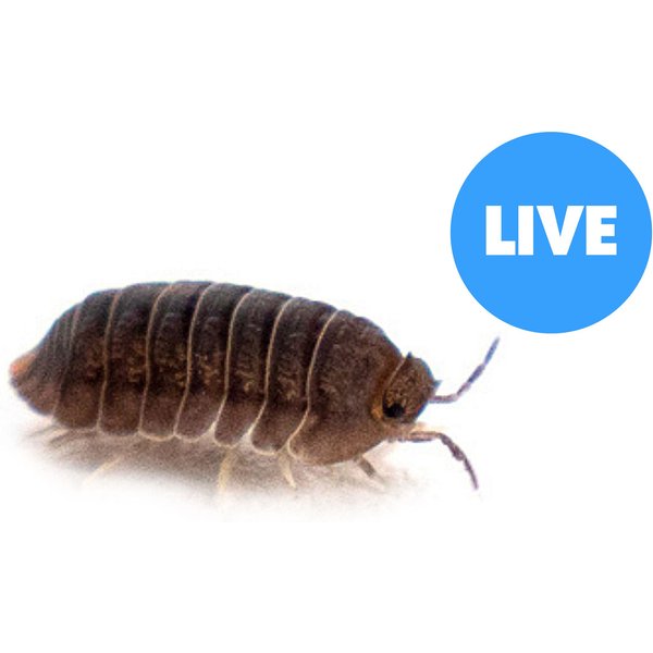 Josh's Frogs Cubaris Murina 'Little Sea' Isopods Live Feed Reptile Food, 10 count