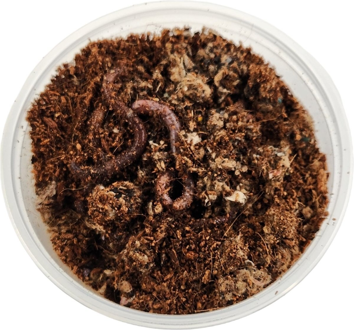 JOSH'S FROGS European Nightcrawlers Live Feed Reptile Food, 25 count