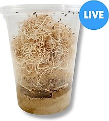 Josh's Frogs Freshly Started Flightless Drosophila Hydei Fruit Fly Culture Live Feed Reptile Food