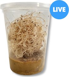 Josh's Frogs Freshly Started Flightless Golden Hydei Fruit Fly Culture Live Feed Reptile Food