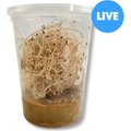 Josh's Frogs Freshly Started Flightless Golden Hydei Fruit Fly Culture Live Feed Reptile Food
